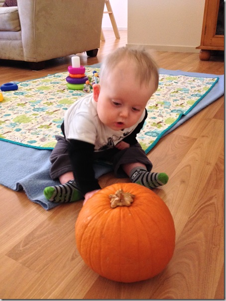 Punkin’ for my punkin’ – Hungry Hungry Hippie